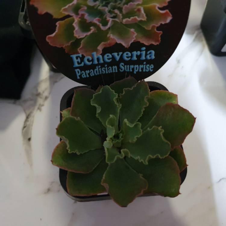 Plant image Echeveria Paradisian Surprise