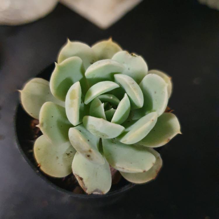 Plant image Echeveria Moonglow