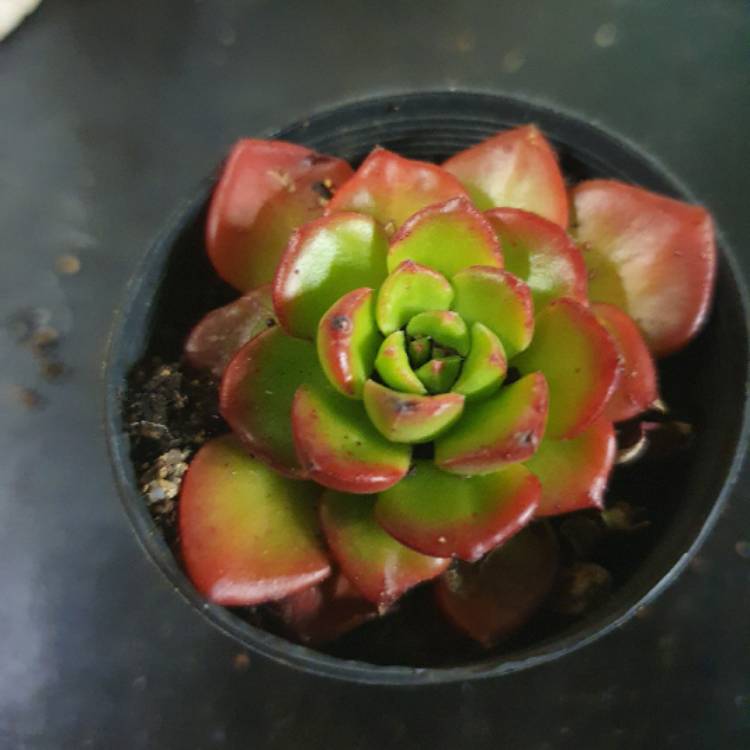 Plant image Echeveria Agavoides Red Tips