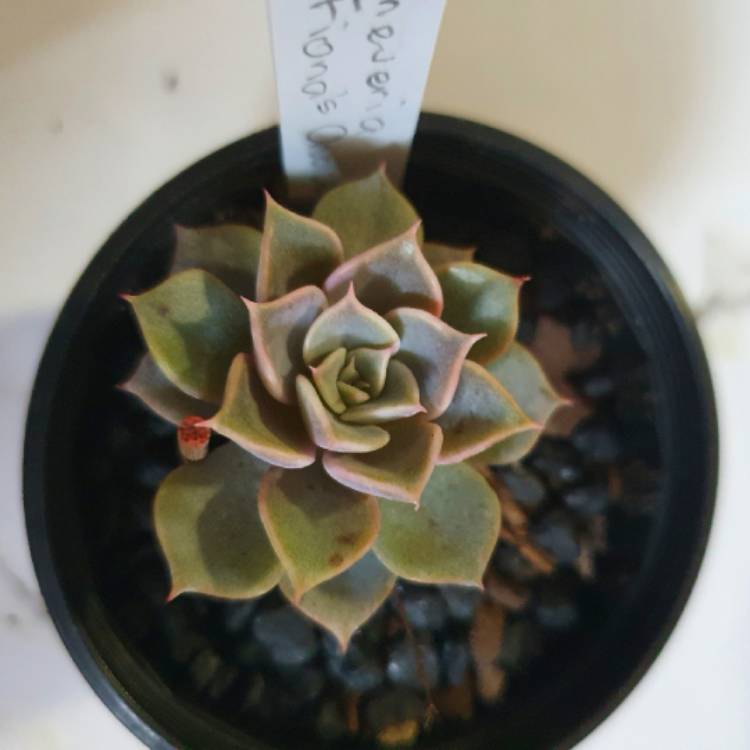 Plant image Echeveria Fiona's Choice 