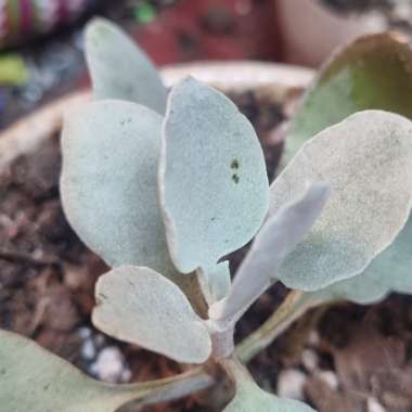 Kalanchoe 'Bracteata'