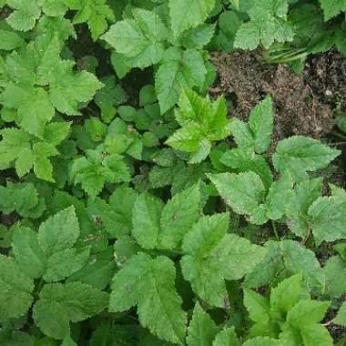 Variegated Ground Elder