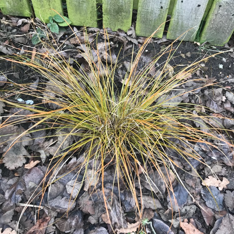 Plant image Carex Testacea