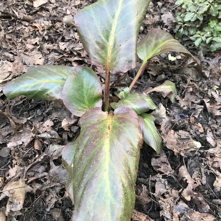 Plant image Bergenia cordifolia