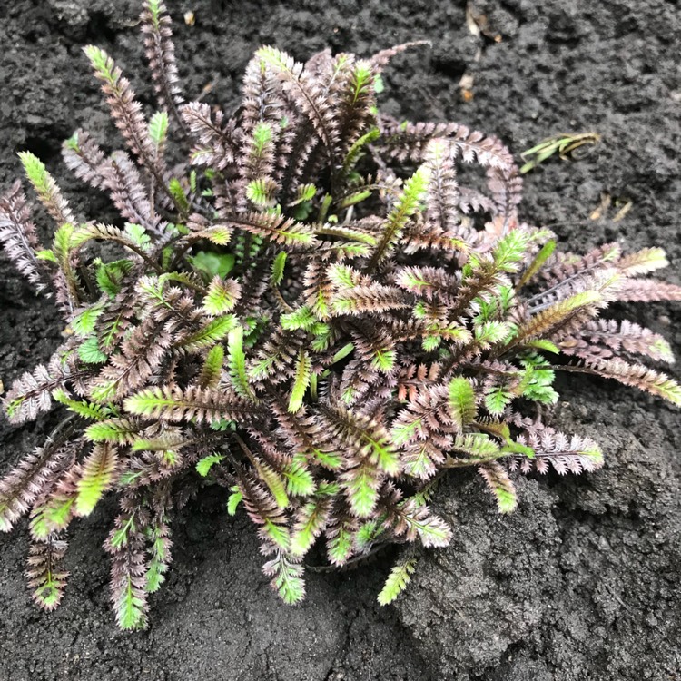 Plant image Leptinella squalida 'Platt's Black' syn. Cotula 'Platt's Black'