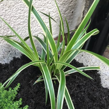 Variegated Sedge