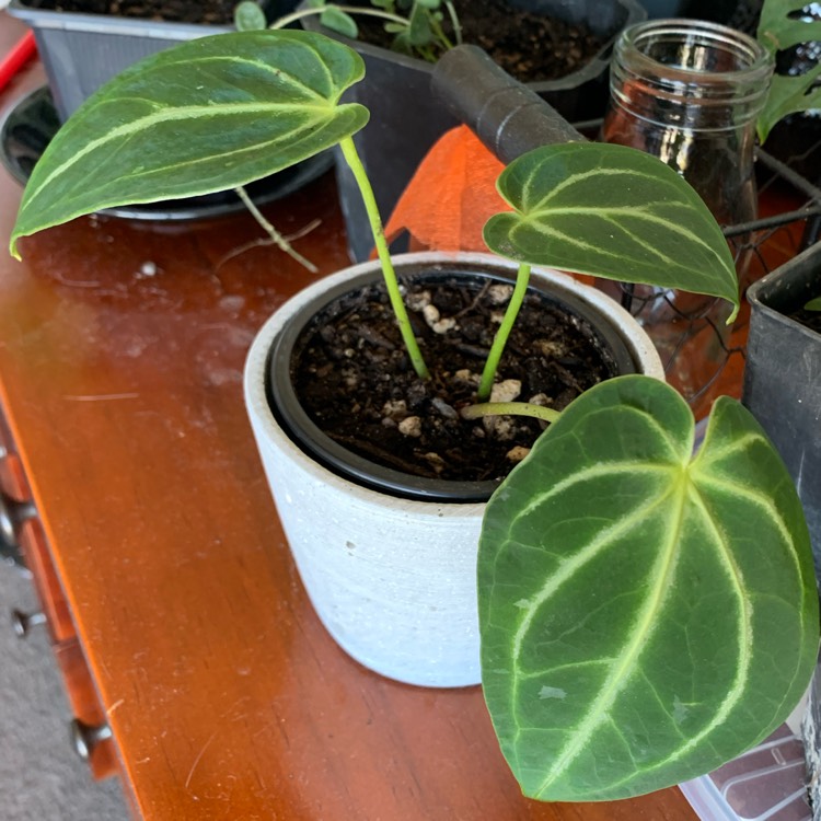 Plant image Anthurium crystallinum