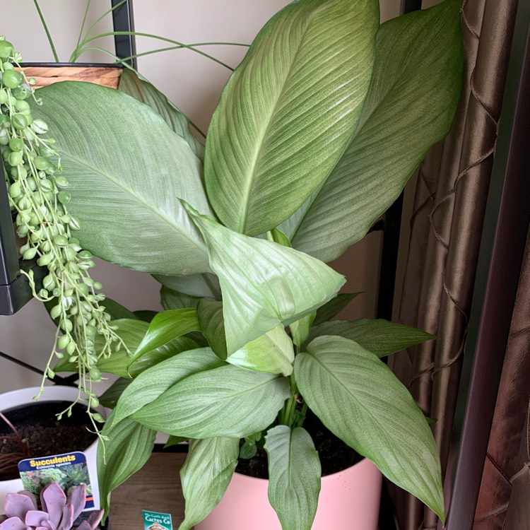 Plant image Spathiphyllum 'Platinum Mist'