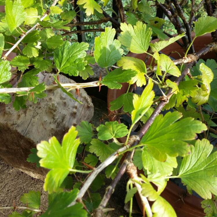 Plant image Ribes uva-crispa 'Hinnonmaki Red'