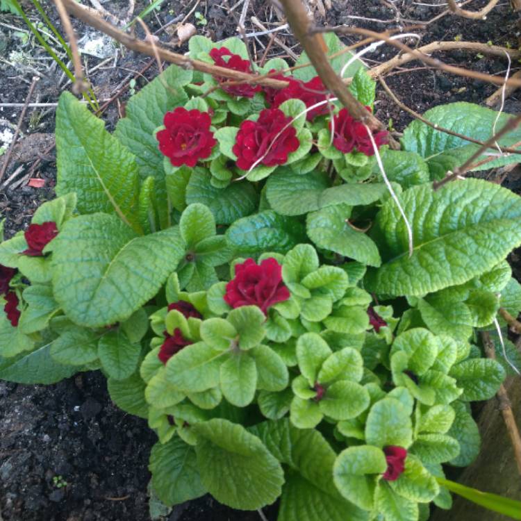 Plant image Primula belerina 'Valentine'