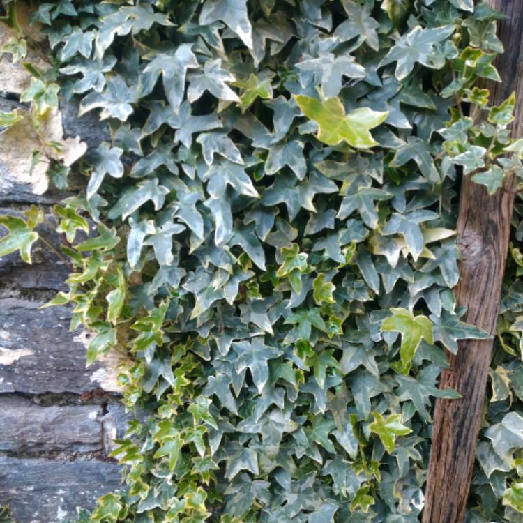 Plant image Hedera helix 'Yellow Ripple'