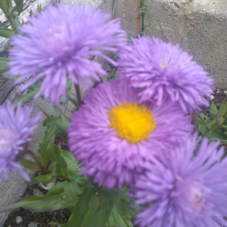 Plant image Aster novi-belgii 'Eventide'