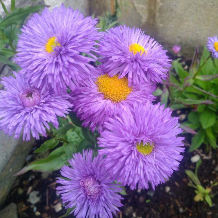 Plant image Aster novi-belgii 'Eventide'