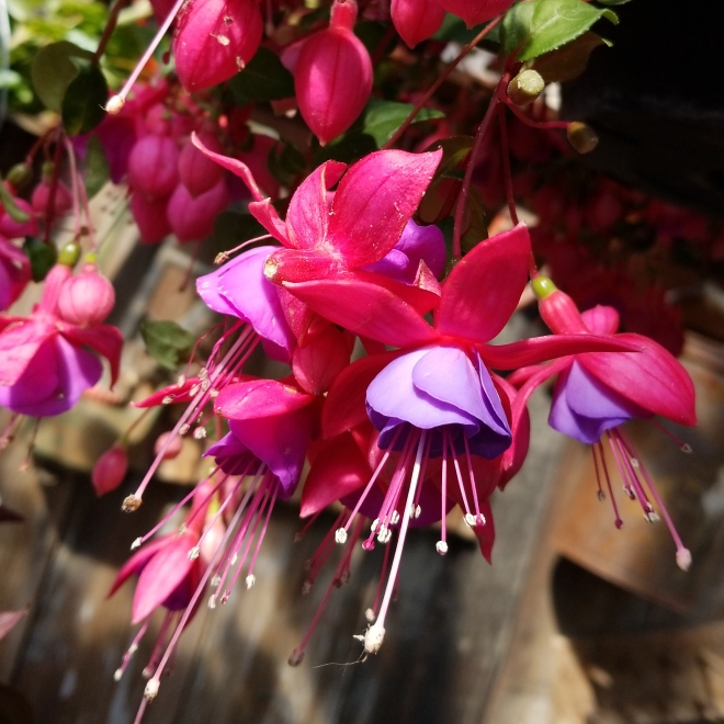 Plant image Fuchsia 'Coralle'