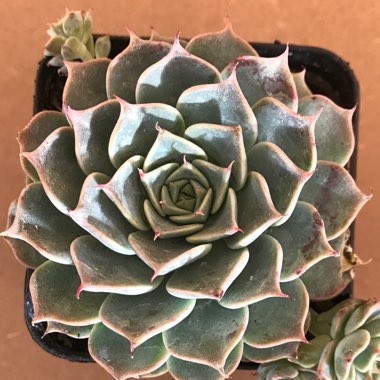 Echeveria Halbingeri