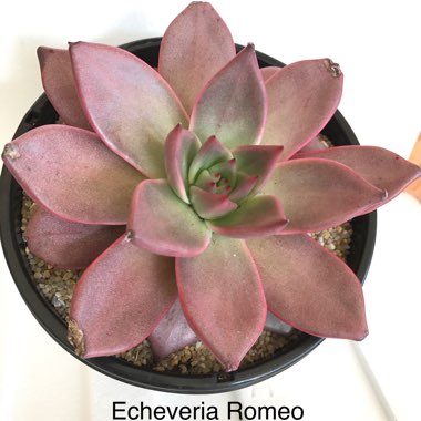 Echeveria Agavoides Romeo