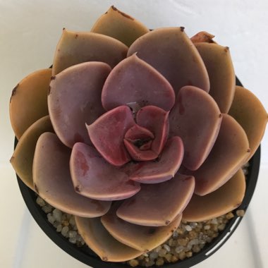 Echeveria Red Ruby