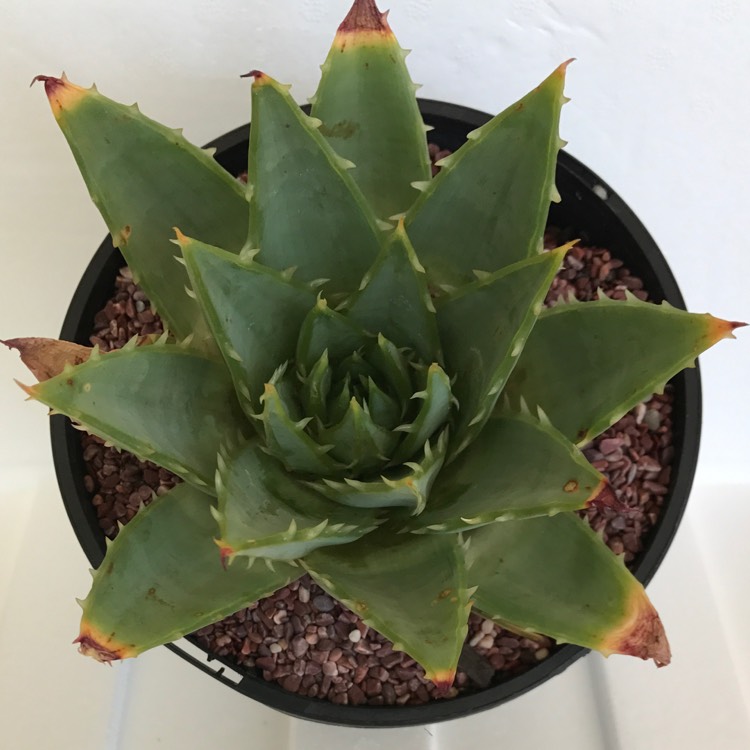 Plant image Aloe 'Green Pagoda Spiral'