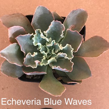 Echeveria Blue Waves