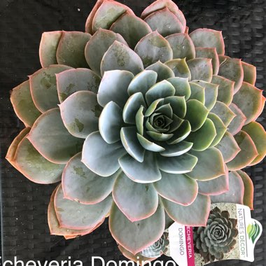 Echeveria Domingo