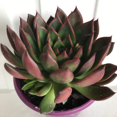 Echeveria 'Benimusume'