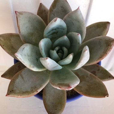 Echeveria 'Mexican Giant'