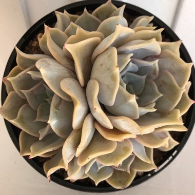 Echeveria 'Lola'