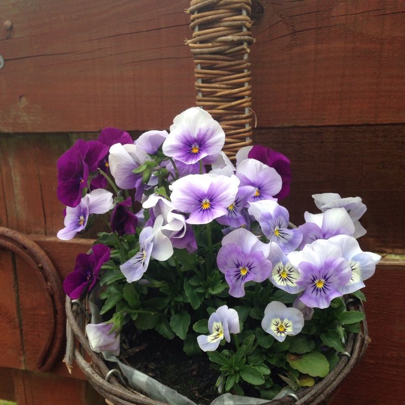 Horned Pansy 'Rebecca'