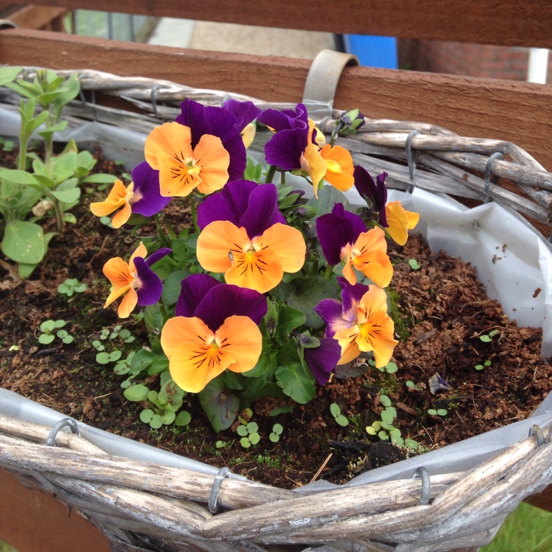 Horned Pansy 'Rebecca'