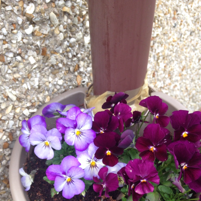 Horned Pansy 'Rebecca'