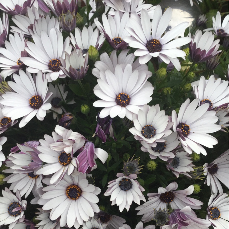 Plant image Osteospermum Ecklonis 'Voltage White '