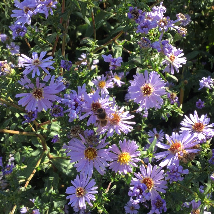 Plant image Aster pyrenaeus 'Lutetia'