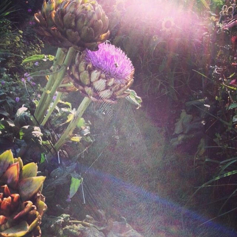 Cynara Scolymus