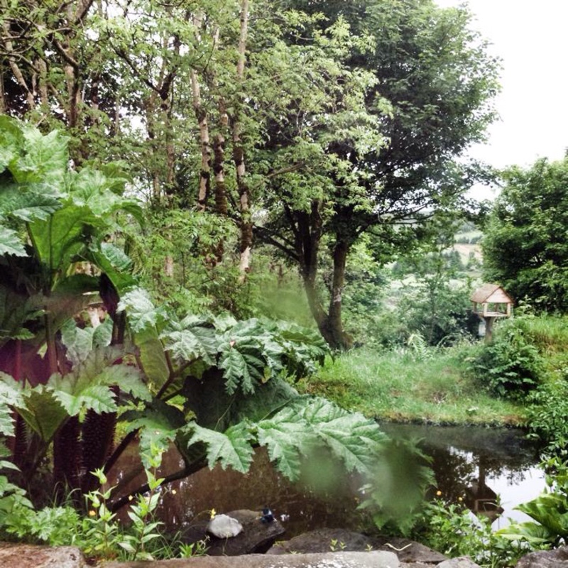 Gunnera manicata