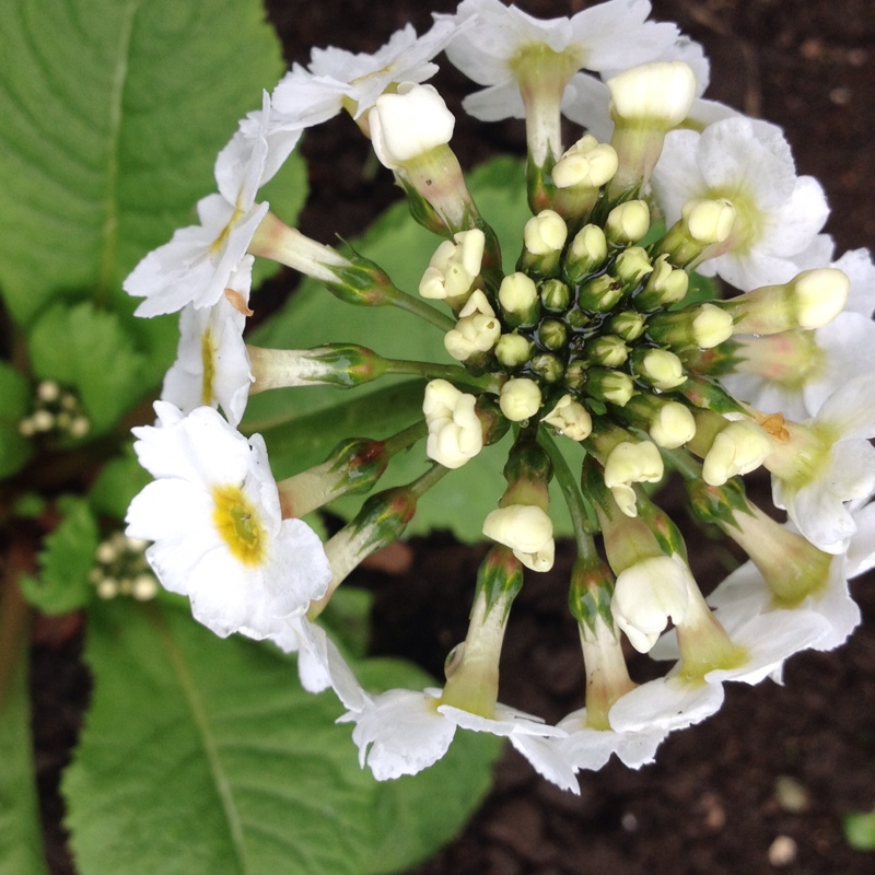 Plant image Primula japonica