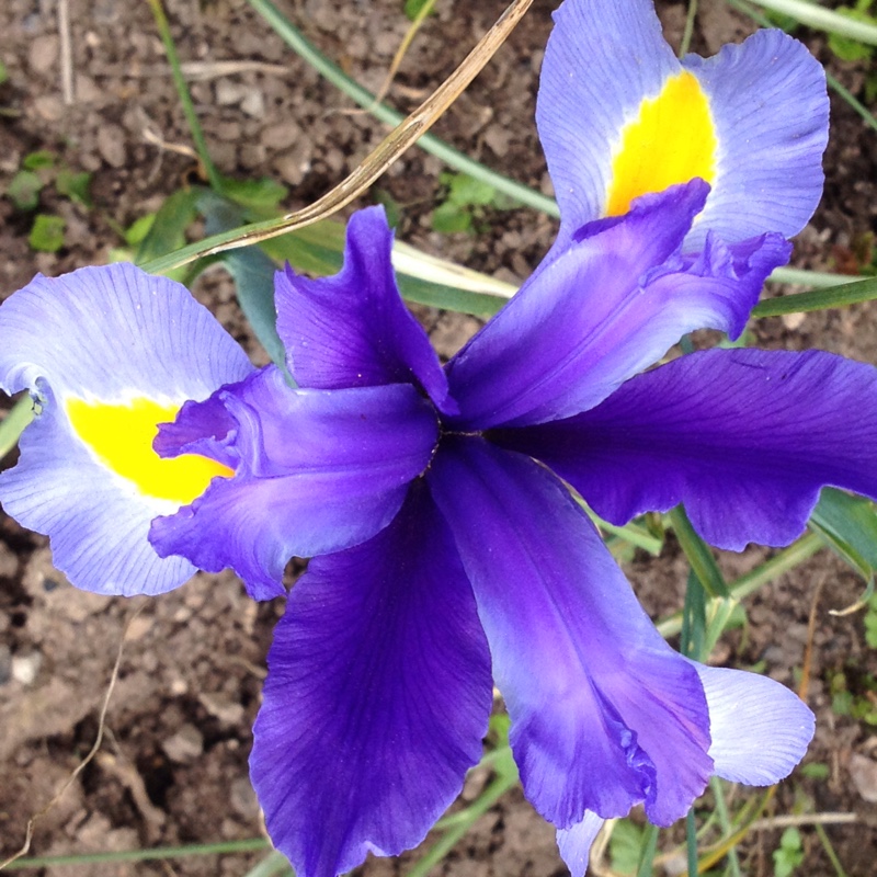 Plant image Iris x hollandica 'Blue Magic'