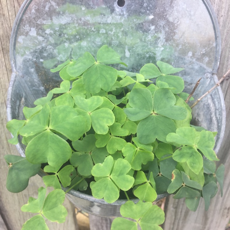 Plant image Oxalis Incarnata