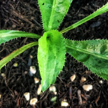 Eryngium foetidum