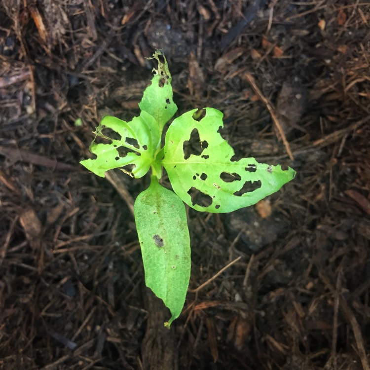 Plant image Capsicum Annuum 'Hungarian Wax'