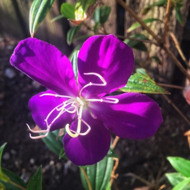 Tibouchina 'Jazzie'