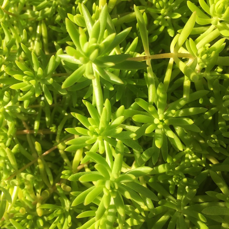 Plant image Petrosedum Rupestre Blue Spruce syn Sedum Reflexum