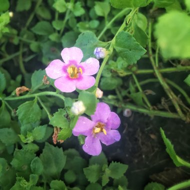 Bacopa scopia 'Double Indigo Blue'