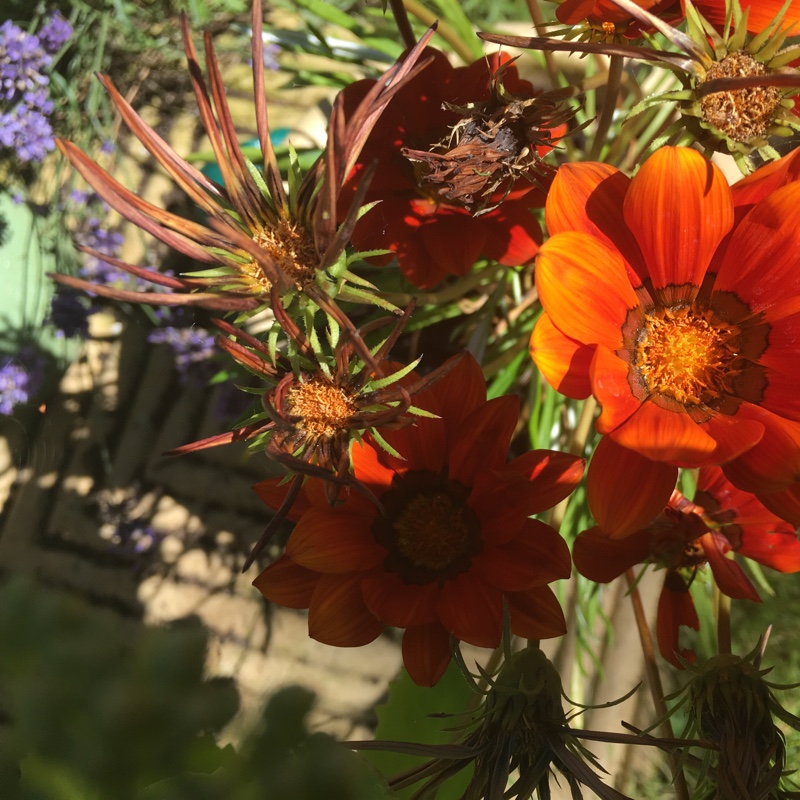 African daisy 'Zion Copper Amethyst'