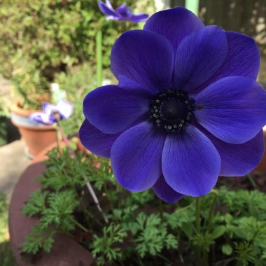 African daisy 'Zion Copper Amethyst'