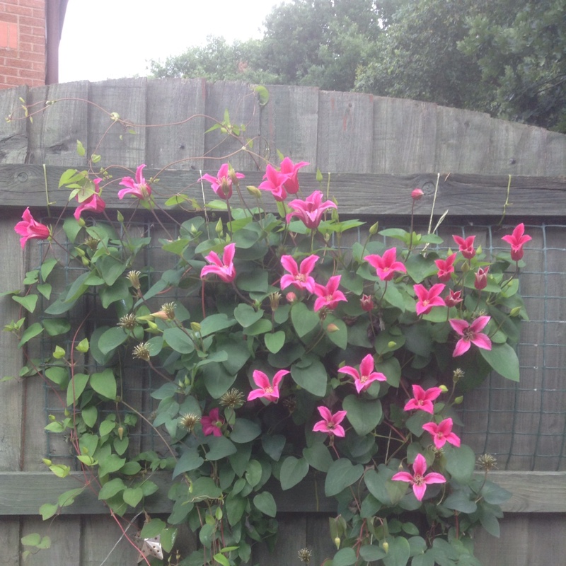 Clematis 'Princess Diana'