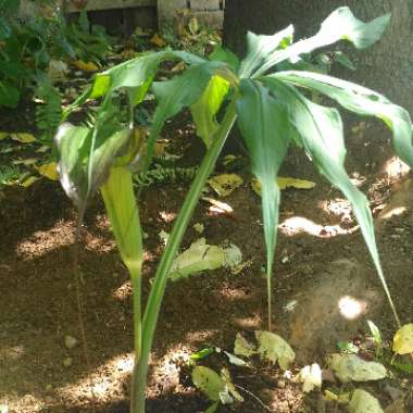 Jack-in-the-pulpit