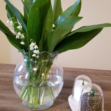 Lily of the Valley