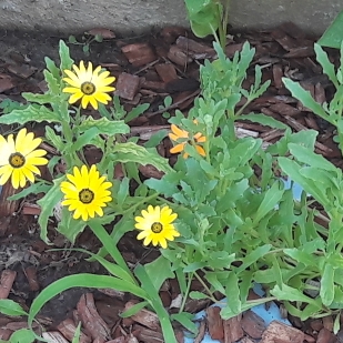 Plant image Sanvitalia procumbens