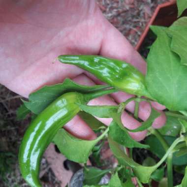 Capsicum Annuum 'Hot Guajillo Pepper'