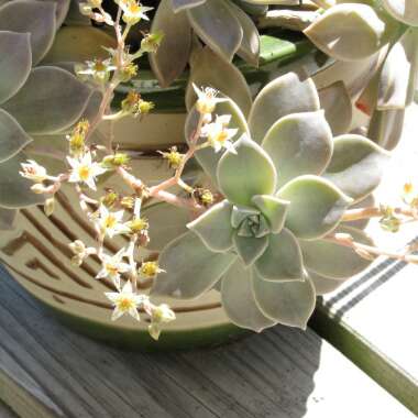 Graptopetalum Paraguayense subsp. Paraguayense